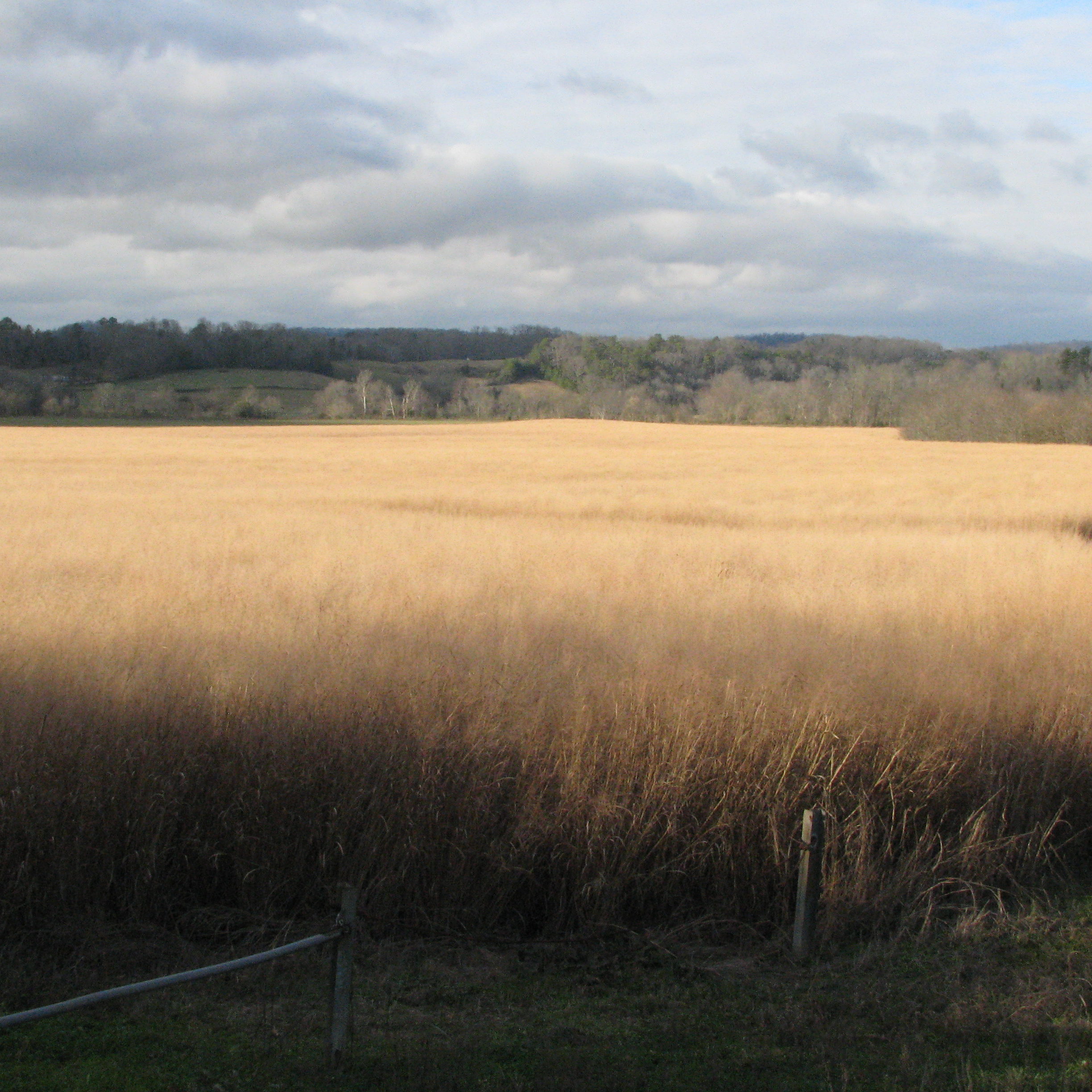 Field of switchgrass 