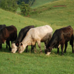 Cattle eating