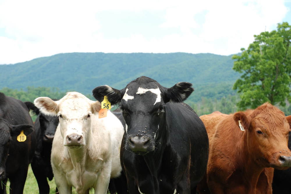 Livestock Comments Department of Agricultural and Resource Economics