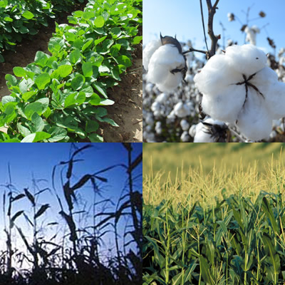 Collage image of crops - soybeans, cotton, wheat and corn 