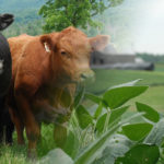 Collage image of cattle and soybeans with red barn in background