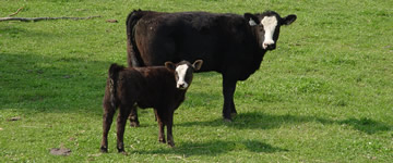 Cattle & Calves - $566.2 million