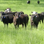 Cattle in field