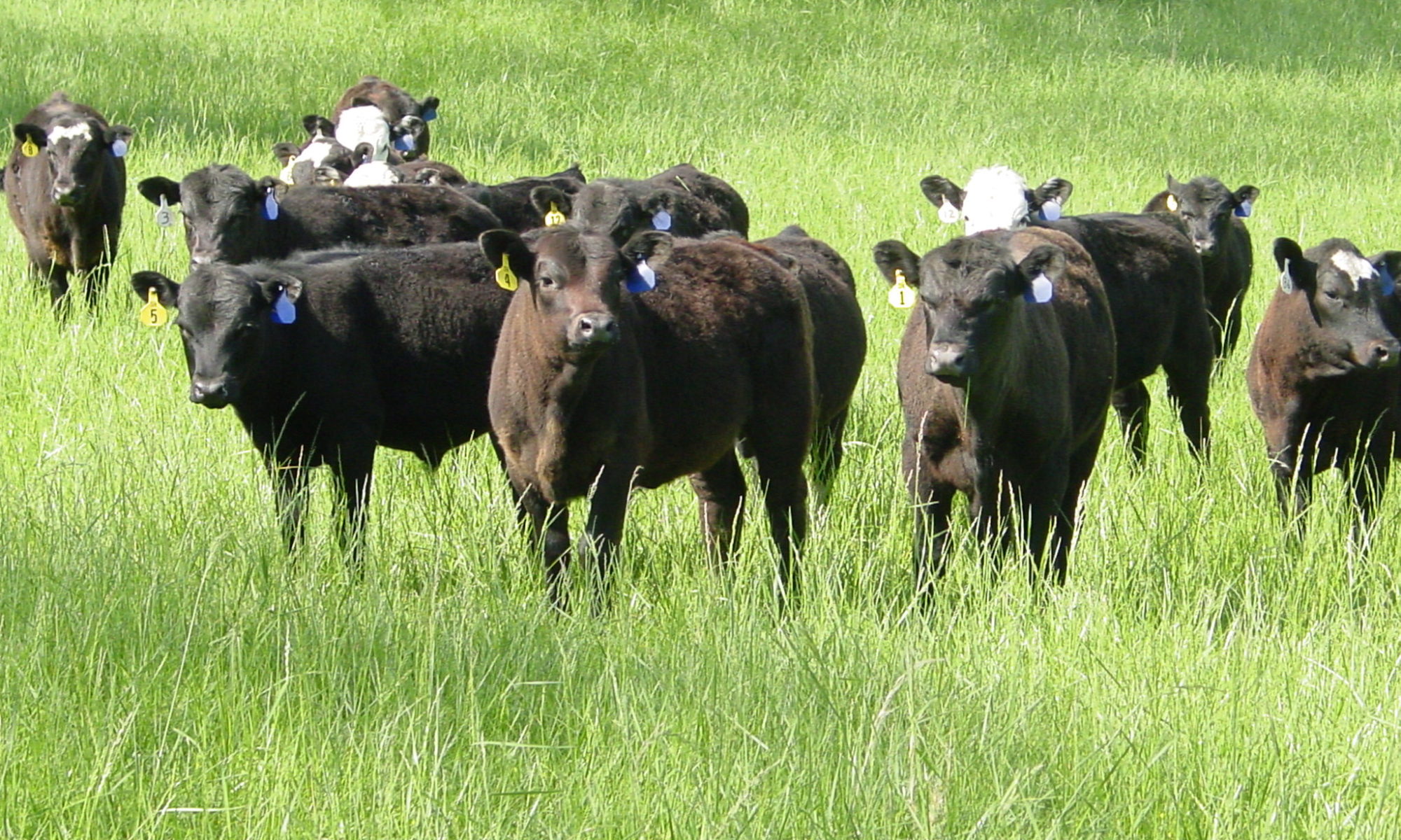 Cattle in field