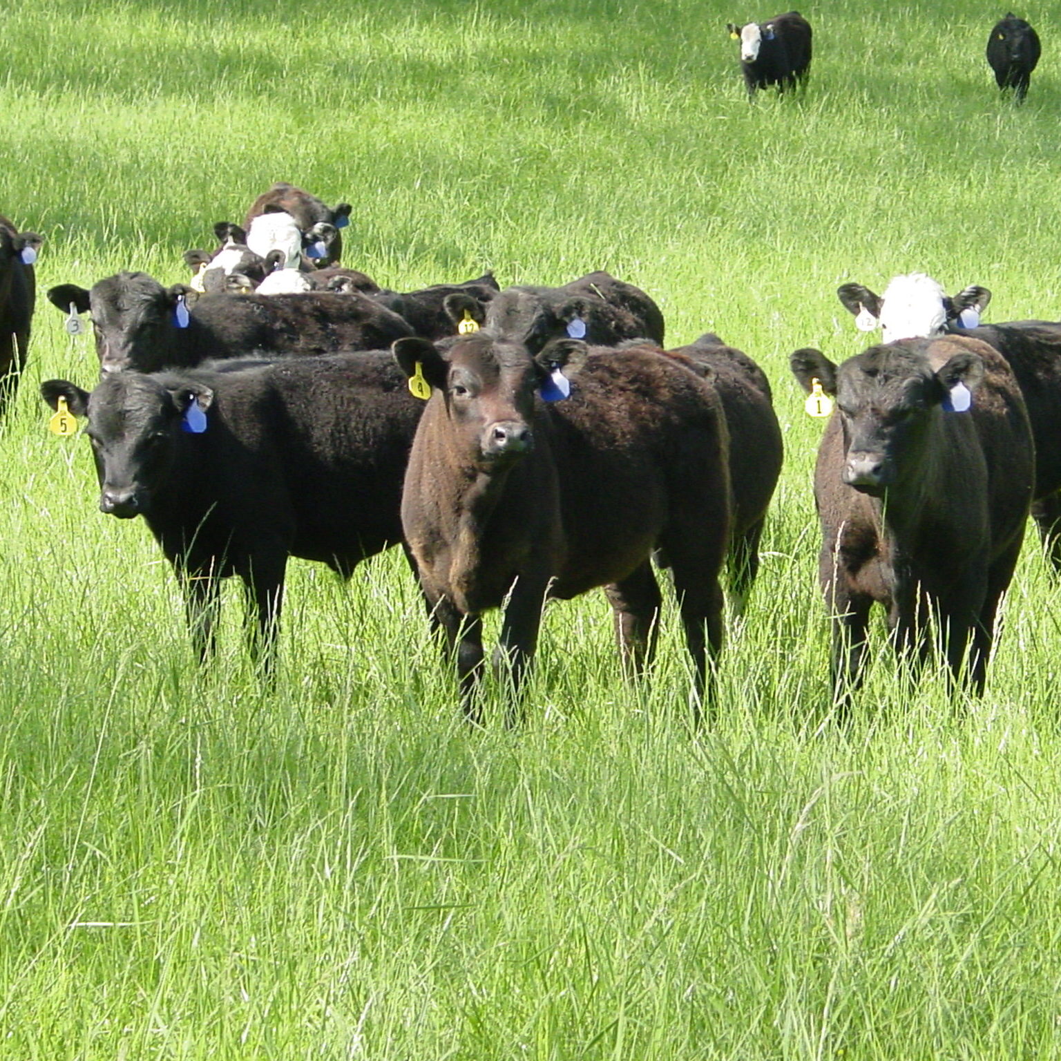 Steers standing in a green field 