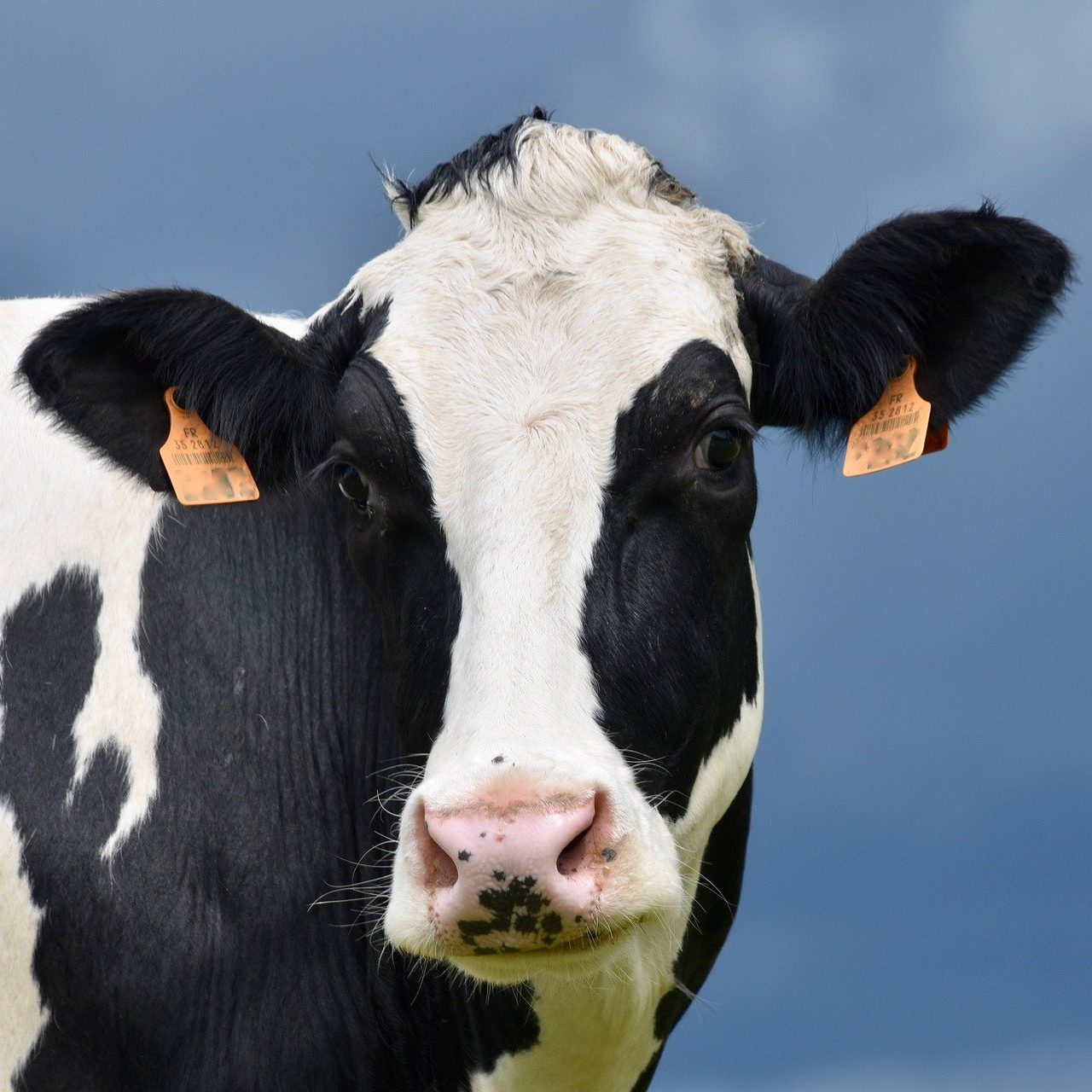 Holstein cow 