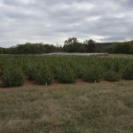 Hemp plants at Northeast AgResearch and Education Center