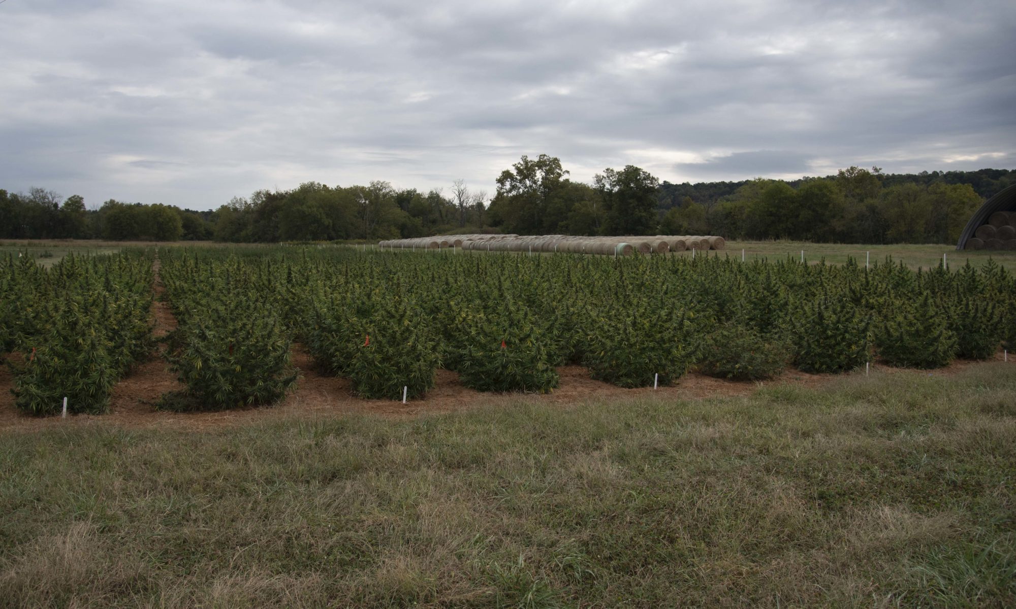 Hemp plants at Northeast AgResearch and Education Center