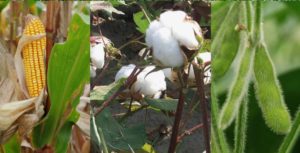 Collage of images of corn, cotton and soybeans