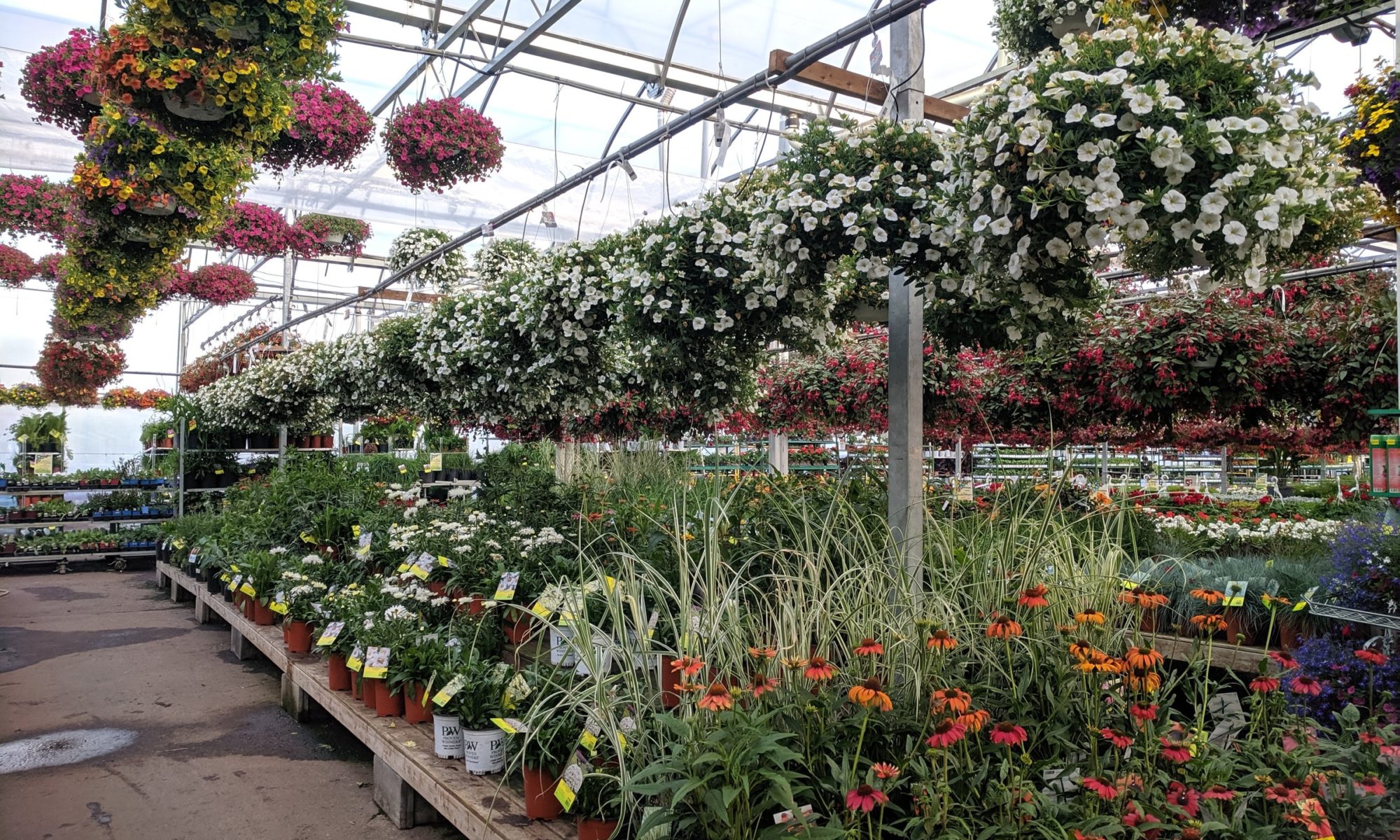 Hanging baskets and bedding plants in greenhouse