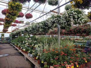 Hanging baskets and bedding plants in greenhouse