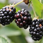 Blackberries on vine