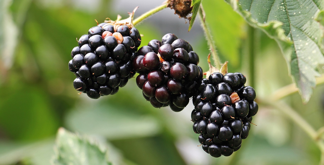 Blackberries on vine