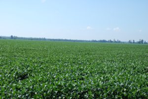 A field in west Tennessee