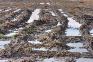 Flooded field