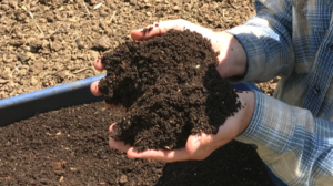 Two hands holding compost