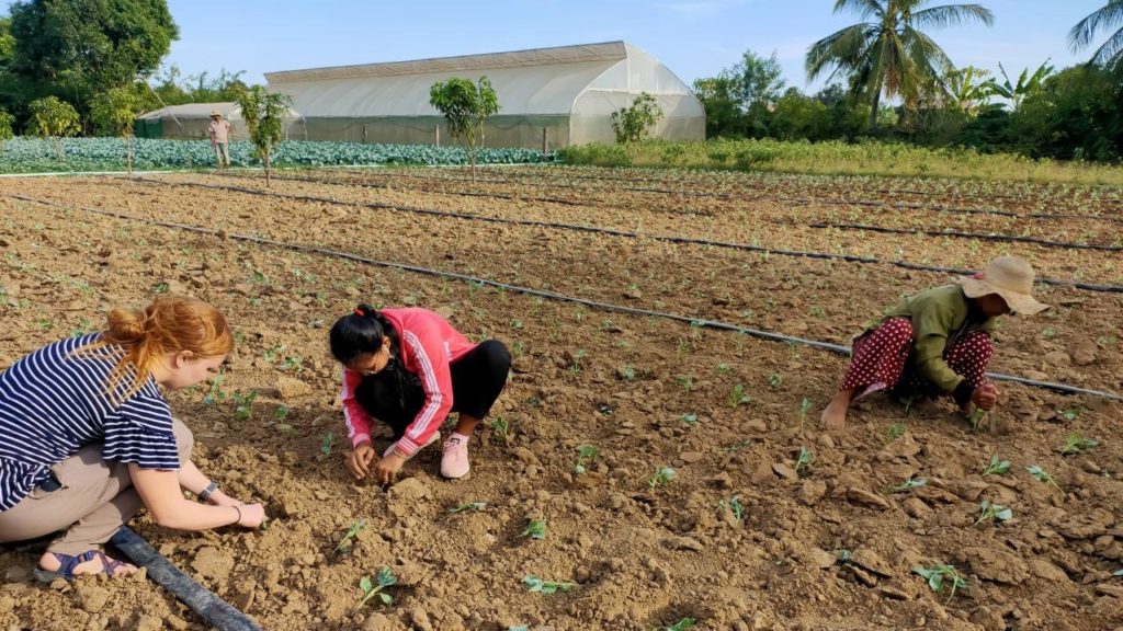 Gracie Pekarcik, study abroad coordinator at the UTIA Smith Center for International Sustainable Agriculture, joins Cambodian producers in the field
