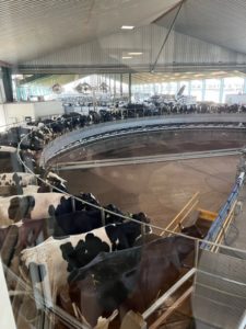 Cows on an automated milking carousal at a dairy in Argentina