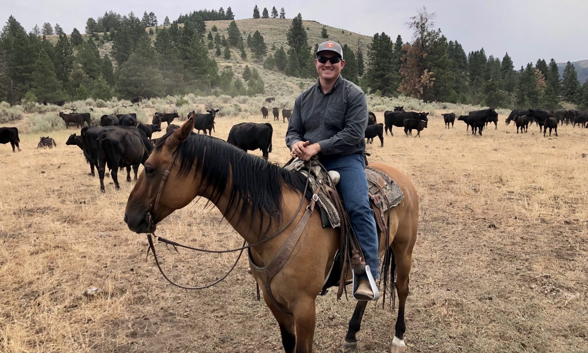 Ian Kane on horseback in field of black cattle