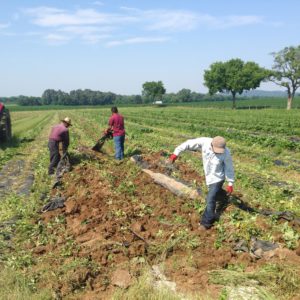 Laborers working in field
