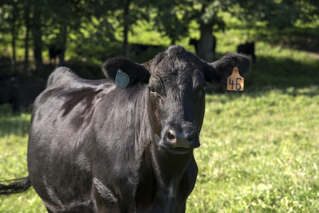 Black angus cow standing in field