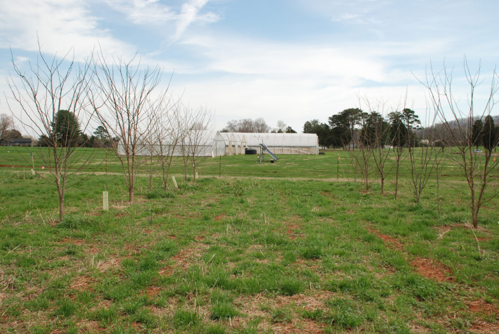 Trees in research plot with greenhouses in background