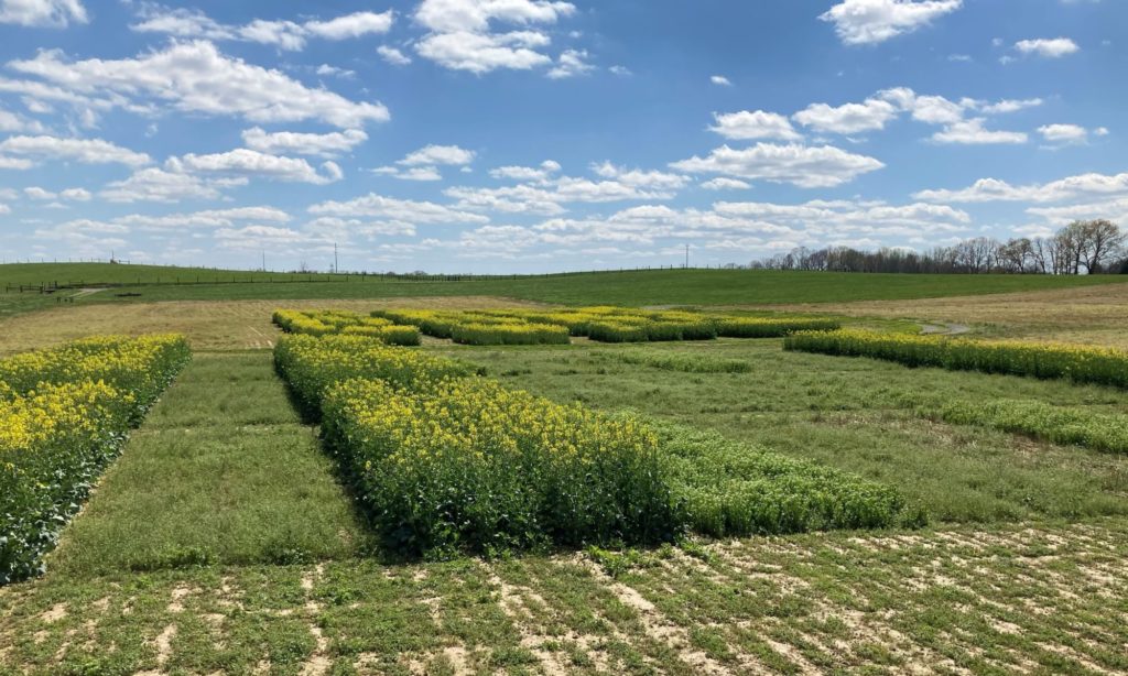 Pennycress at various stages in plots for research