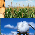Collage of images including round bales of hay, corn field, logs, cow and calf, soybeans in a field, and a cotton boll
